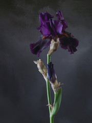 Photo de Studio de fleur d& 39 iris de couleur violette sur fond sombre.