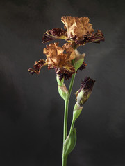 Studio shot of orange color marsala Iris flower on a dark backgr