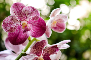 Fototapeta na wymiar Beautiful pink purple Orchid, Vanda hybrids in garden 