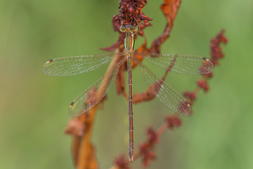 Libelle