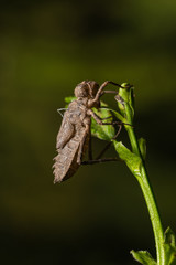 Libelle in Metamorphose 