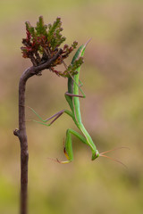 Mantis