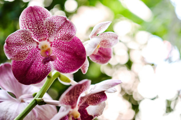 Obraz na płótnie Canvas Beautiful pink purple Orchid, Vanda hybrids in garden 