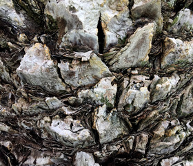 Bark texture