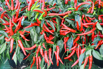 Red chili peppers at the market