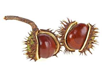 Chestnut on a white background