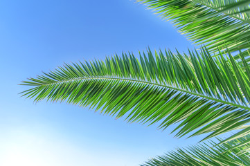 Fototapeta premium Palm leaf close with clean sky background