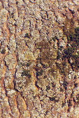 Fototapeta premium wood textures