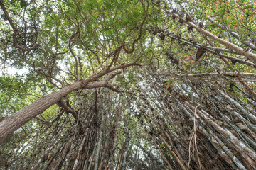 Fototapeta premium looking up in the middle of a forest to see branches,, leaves and the peering blue sky