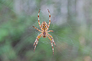 spider