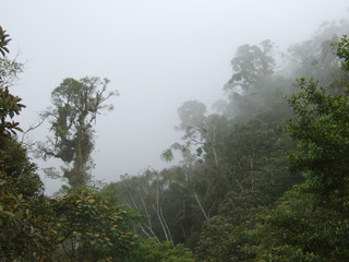 Obraz na płótnie Canvas Cloud Forest in Sulawesi