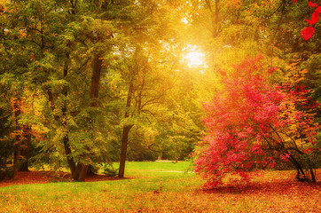 Obraz premium Autumn sunny park with red golden trees and meadow , natural seasonal background