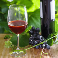 Glass of red wine and grapevine. Alcohol drink on a table. Outdoor shot.