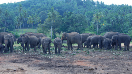 Fototapeta na wymiar herd of elephants