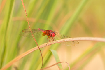 Red dragonfly on a leaf

