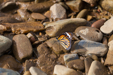 Butterfly catching on river stone in nature, Thailand