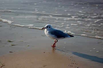 strandleben