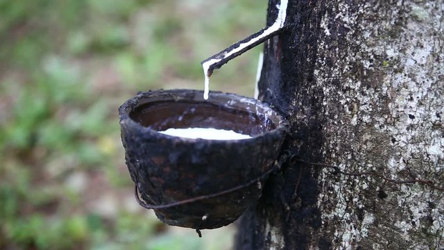 Transform process of rubber , milk latex procees to raw rubber sheets ,rubber industry