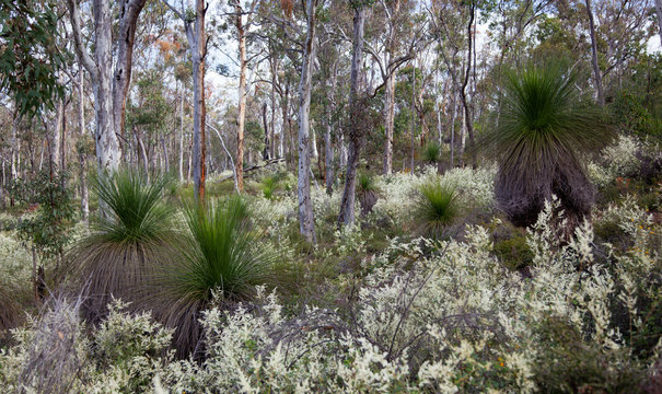 Native Grass Trees (Black Boys) and wattle flowers in spring time in the Julimar forest, Bindoon, Western Australia