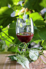 Wine glass with grapevine on a table. Delicious alcohol drink.