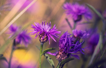 Spring flowers