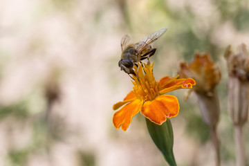 A bee collects ardent on the yellow flowers.