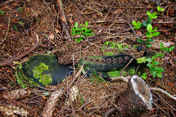 Fototapeta na wymiar old boot covered with moss in the woods
