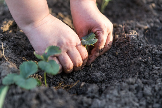 Human hands hold the seedlings to be planted in the ground.