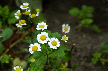 Feverfew flowers (or Bachelor's Buttons, Featherfew, Featherfoil, Flirtwort). Tanacetum Parthenium, medicinal herb