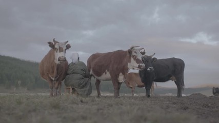 Traites de vaches en Mongolie