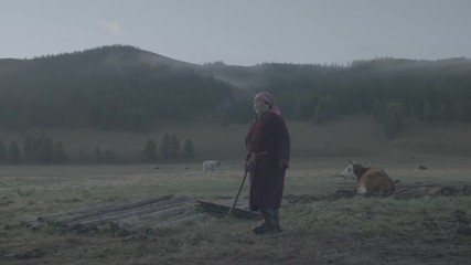 Vielle femme se promenant parmi les vaches