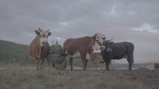 Traites de vaches en Mongolie
