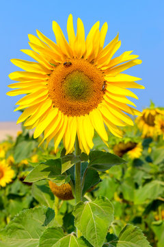 Blooming sunflower in the field under blue sky, bee collects pollen, organic background.
