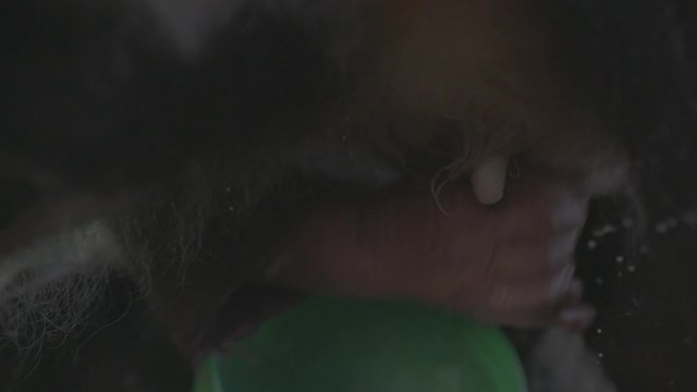 Traite de vache