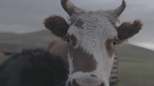 Vaches