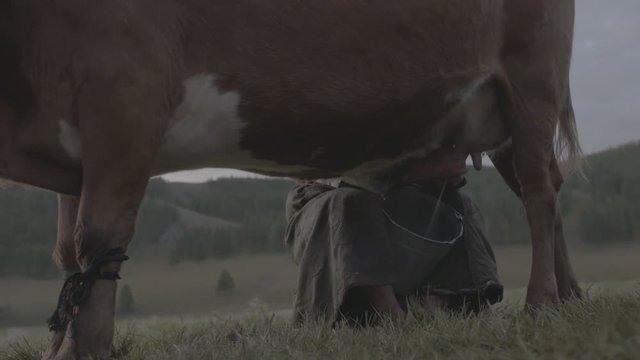 Traite de vache