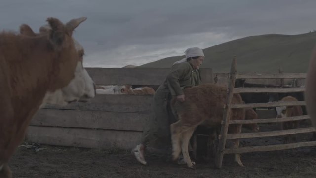 &Eacute;levage de vaches en Mongolie 
