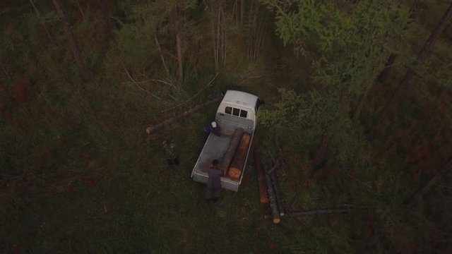 B&ucirc;cherons en train de couper des arbres morts 