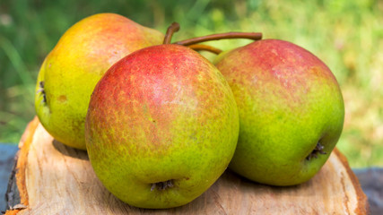 Three ripe organic pears on wooden board, blurred background, selective focus.