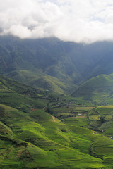 Rice fields on terraced of Tu Le, YenBai, Vietnam