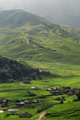 Rice fields on terraced of Tu Le, YenBai, Vietnam