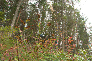 Fototapeta premium Blueberries