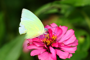 Butterflies and Flowers