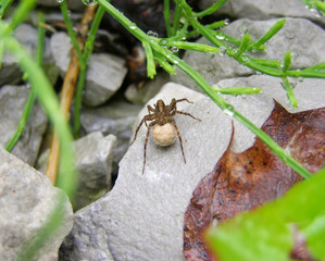 A female wolf spider