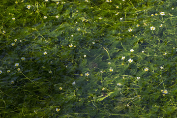 醒井の梅花藻群落のアップ
