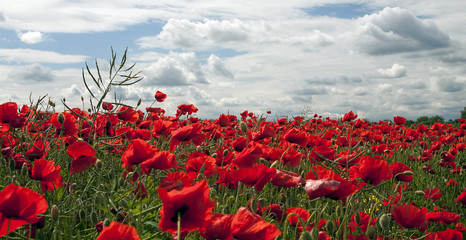 Website banner of red poppy flower field in Summer
