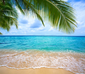 Naklejki  Morze Karaibskie i liście palmowe.