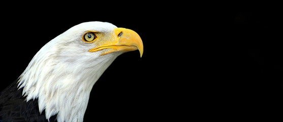 Website banner of an American bald eagle portrait © Reddogs