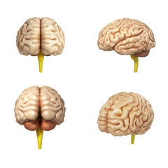 collection of medically accurate illustration of the brain 3d re