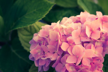 Hydrangea flower fresh